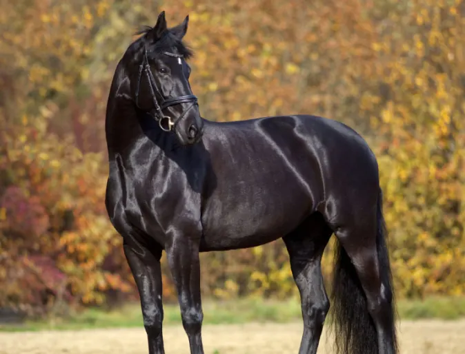 Black horse looking off to the right in a rural setting.